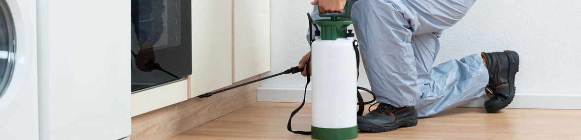 desinsectación de plagas
