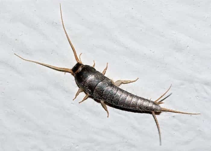 Pececillo de plata en una casa