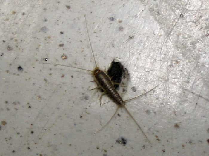 Escondite de un lepisma o pececillo de plata