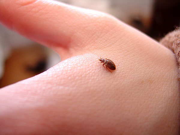 Chinche posada en una mano.